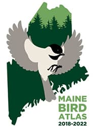 illustration of a bird flying over a green map outline of maine with trees in the background. text reads maine bird atlas 2018–2022..