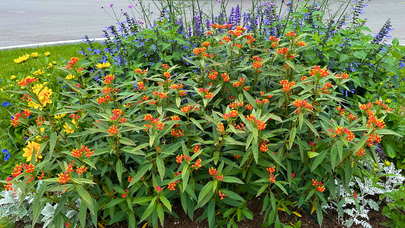 butterfly garden front1