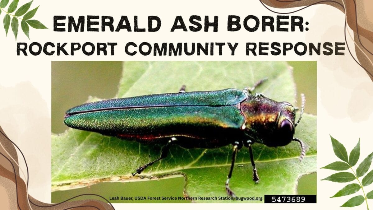 a close up of an emerald ash borer beetle on a leaf, featured below the title emerald ash borer: rockport community response. leaf and wood graphics decorate the border.