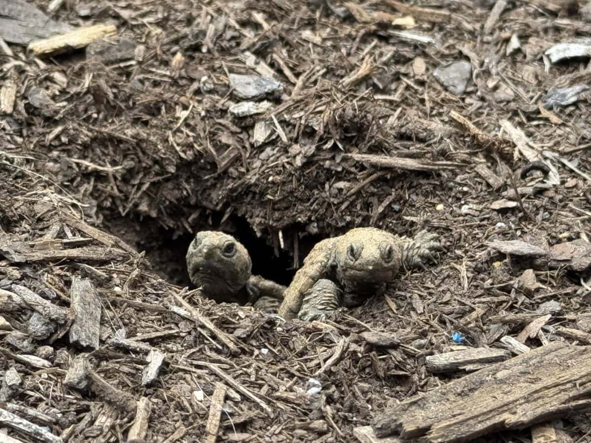 two baby tortoises emerge from a small burrow in brown, mulchy soil, their heads and front legs visible as they look out from the hole.