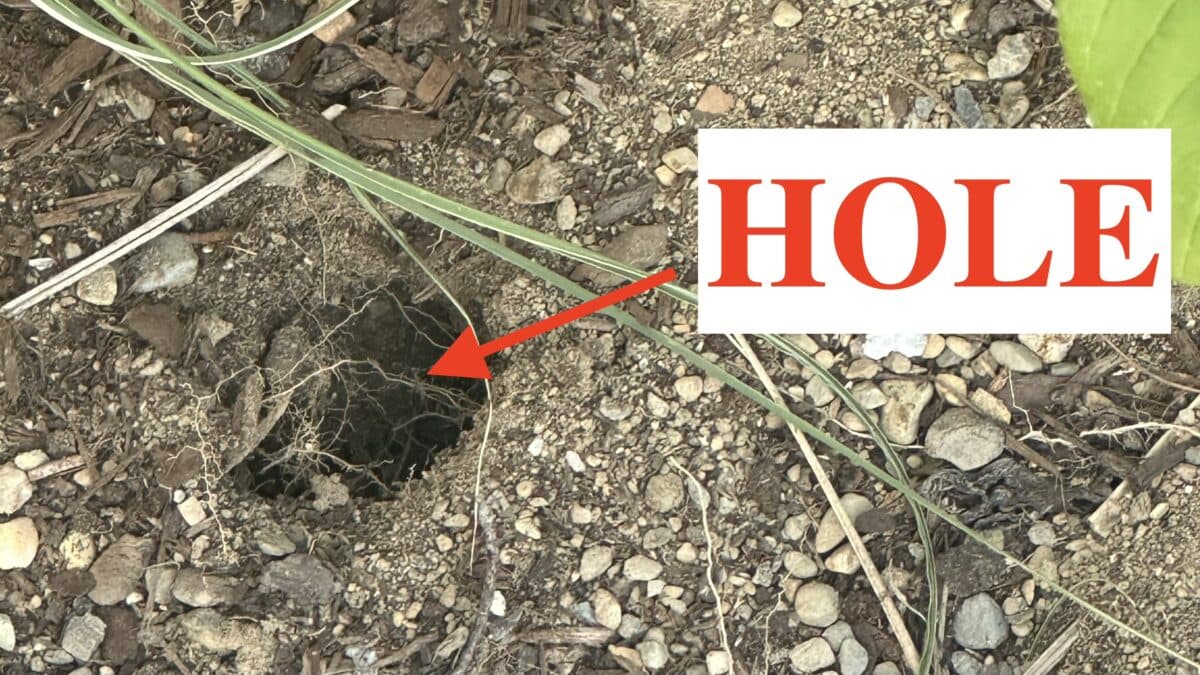 a small hole in the dirt surrounded by dry grass and pebbles. a red arrow points to the hole with the word hole in bold red letters on a white background.