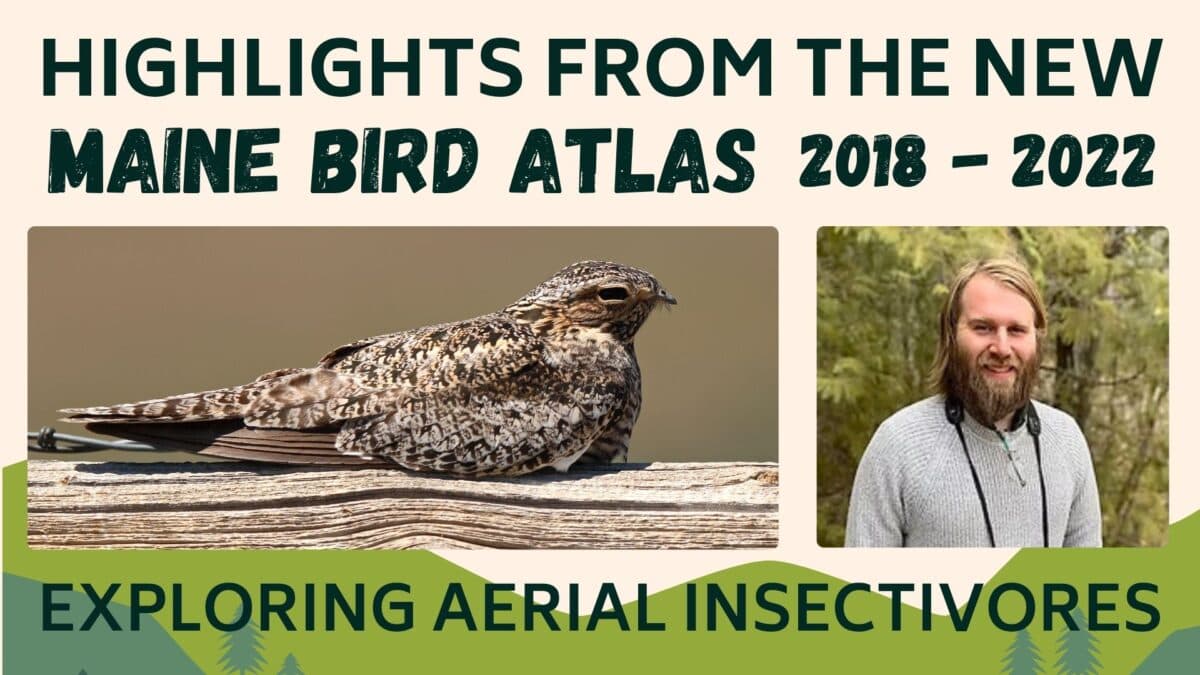 a presentation slide reads, highlights from the new maine bird atlas 2018 2022: exploring aerial insectivores with a photo of a bird and a smiling man.