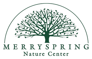merryspring logo lrg op