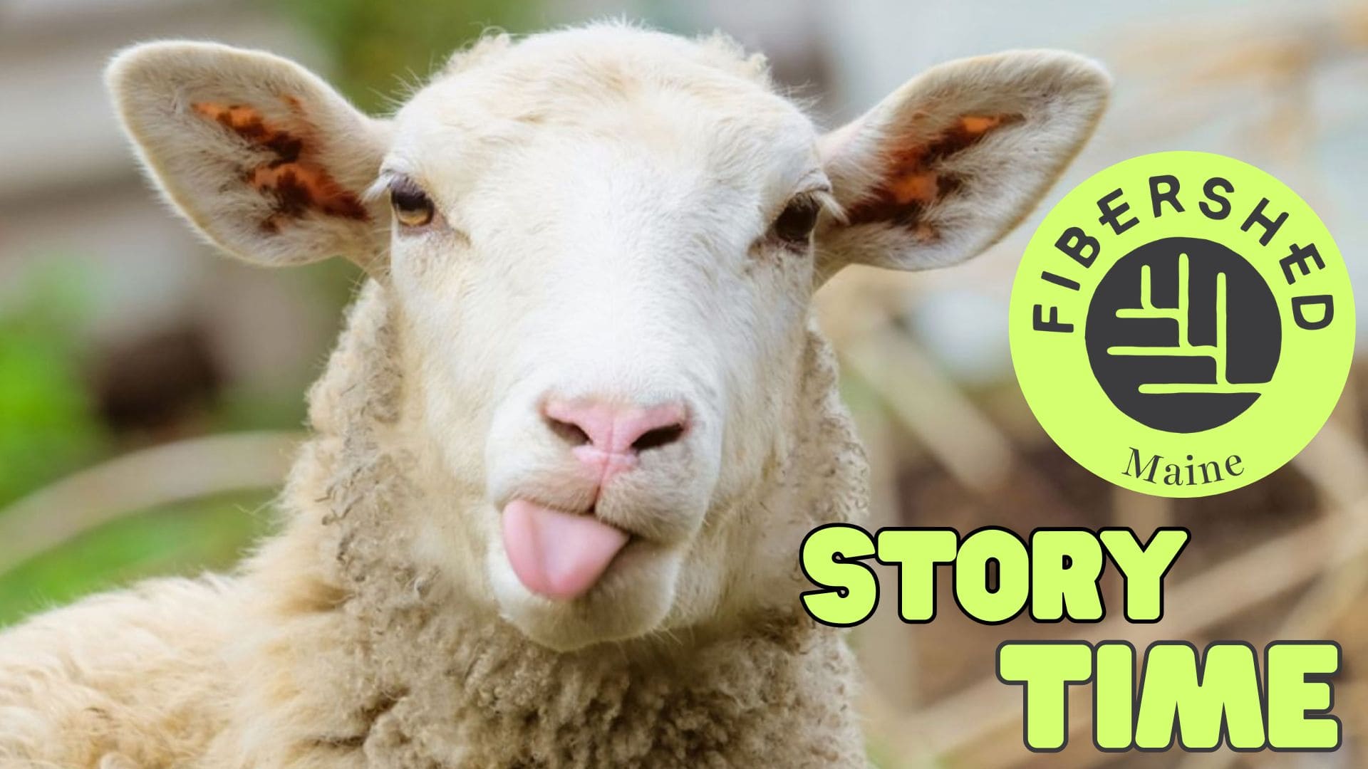 a sheep sticks out its tongue playfully. the fibershed maine logo is on the right, and below it, bold green text reads story time. a sheep sticks out its tongue playfully. the fibershed maine logo is on the right, and below it, bold green text reads story time.
